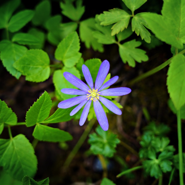 Violette Blume