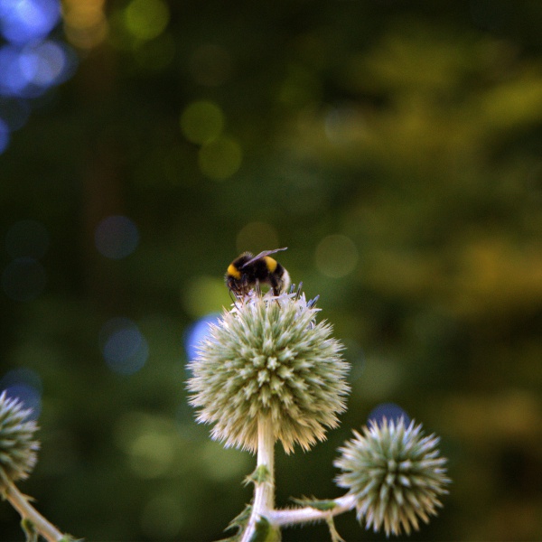 Hummel auf Distel