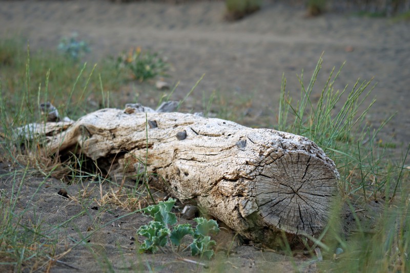 Alter Baumstamm am Strand