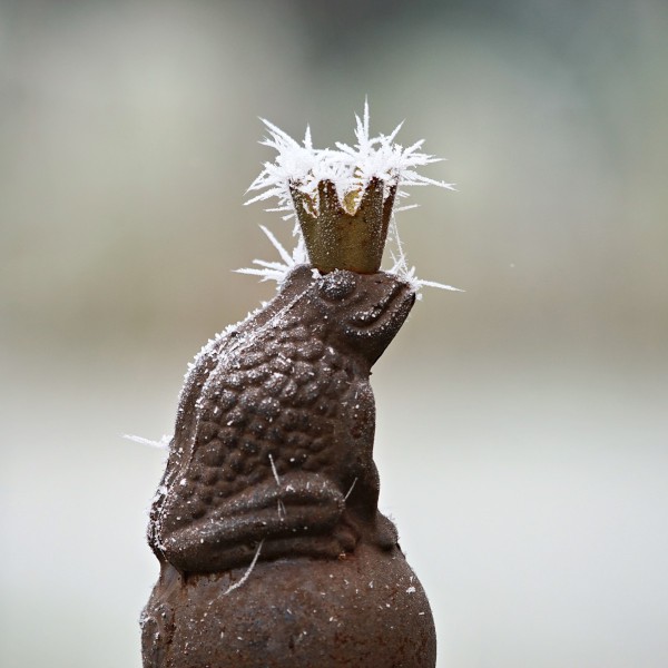 Froschprinz im Eis