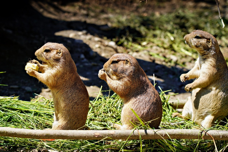 Erdmännchen beim Futterfassen