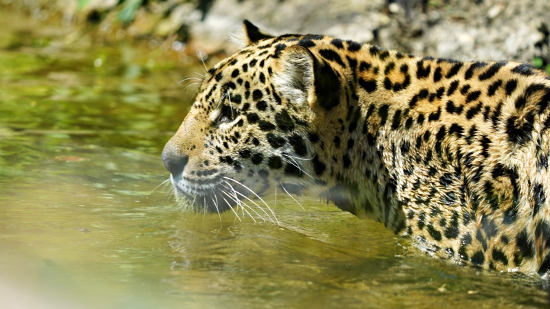 Leopard im Wasser