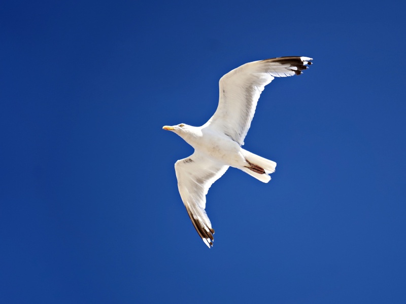 Möwe am Himmel