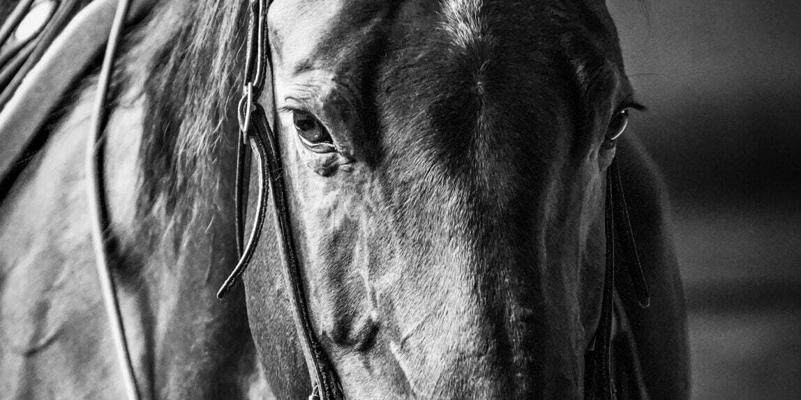Pferd Genty in schwarzweiß