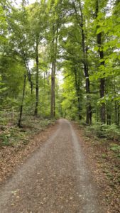 Ein Schotterweg, der sich durch einen dichten, grünen Wald schlängelt