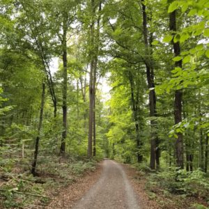 Waldautobahn Ein Schotterweg, der sich durch einen dichten, grünen Wald schlängelt