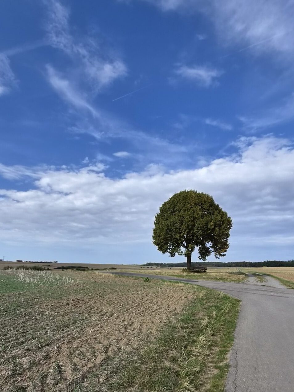 Landstraße vorbei an einem einsamen Baum Ein einsamer Baum neben einer Landstraße und Feldern unter einem blauen, wolkenverhangenen Himmel